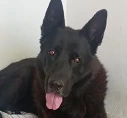 FOX, male senior German Shepherd for adoption at ADPCA Zaragoza