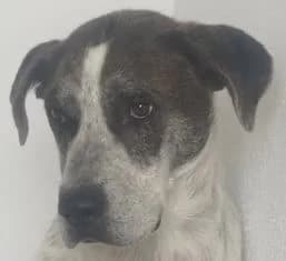 GRISTO, male puppy Mixed Breed for adoption at ADPCA Zaragoza