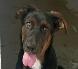 KORBATO, male puppy Mixed Breed for adoption at ADPCA Zaragoza