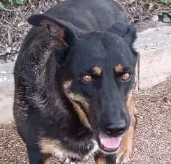 LUCA, female 4yo Mixed Breed for adoption at ADPCA Zaragoza