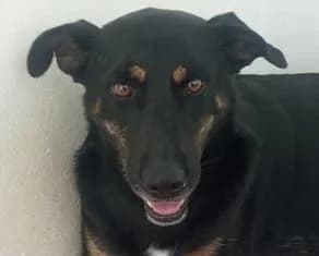 LUCA, female 4yo Mixed Breed for adoption at ADPCA Zaragoza