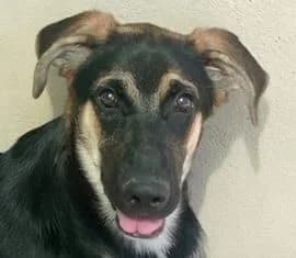 NERA, female puppy Mixed Breed for adoption at ADPCA Zaragoza