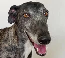 PISTOLO, male 6yo Galgo Español for adoption at ADPCA Zaragoza