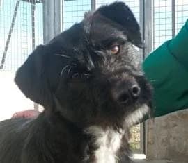 RITA, female young Mixed Breed for adoption at ADPCA Zaragoza