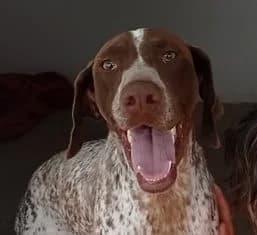 ROCCO, male young mixed breed for adoption at ADPCA Zaragoza