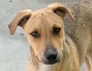 ROY, male puppy Mixed Breed for adoption at ADPCA Zaragoza