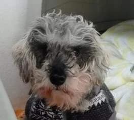 SARABI, female mixed breed for adoption at ADPCA Zaragoza