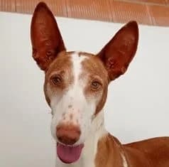 VIOLETA, female senior mixed breed for adoption at ADPCA Zaragoza