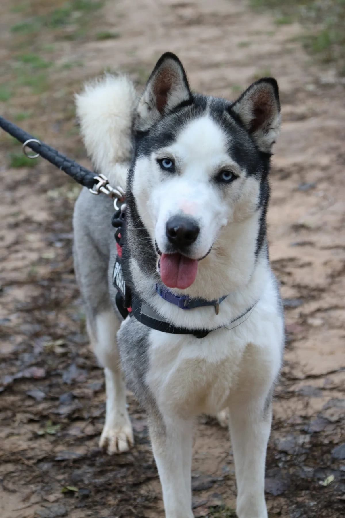 Trueno, male senior Mixed Breed for adoption at Protectora d