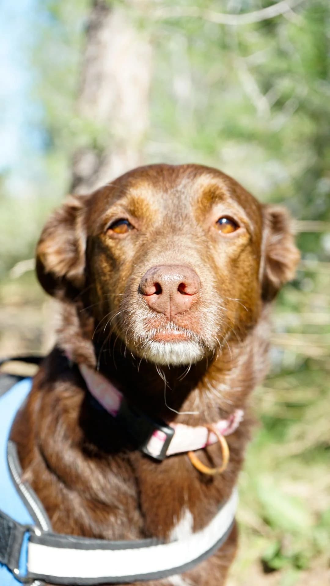 Bimba, female 5yo mixed breed for adoption at Akira Dog Shelter