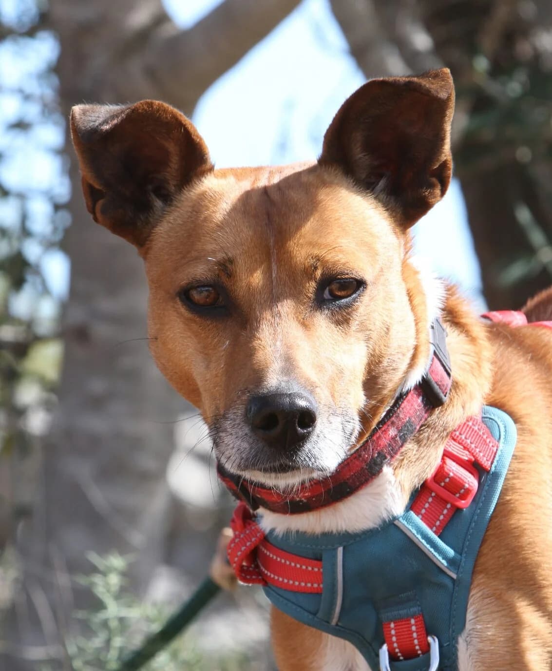 Boomer, 3yo mixed breed for adoption at Akira Dog Shelter