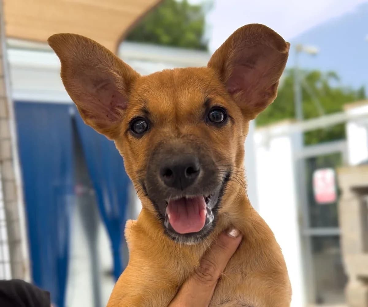 Emma Y Rosa, female mixed breed for adoption at Akira Dog Shelter