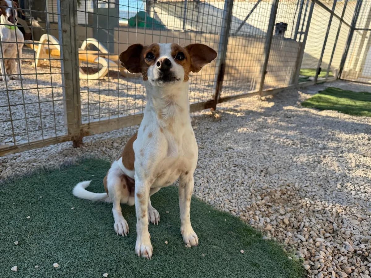 Rai, male 3yo mixed breed for adoption at Akira Dog Shelter