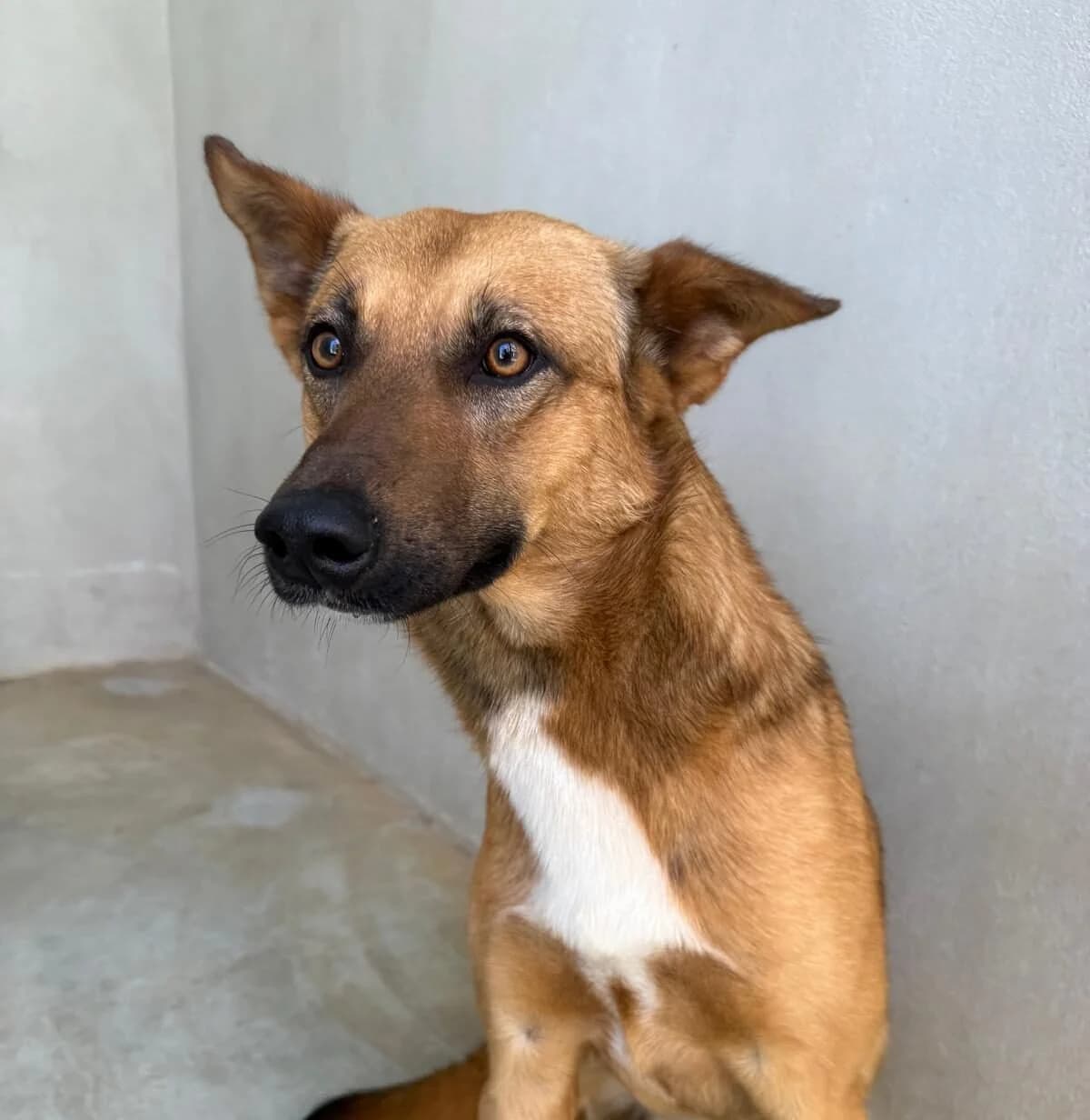 Winston, young mixed breed for adoption at Akira Dog Shelter