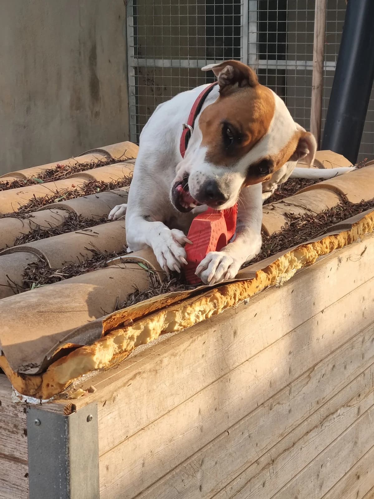Xufa, female 6yo mixed breed for adoption at Akira Dog Shelter