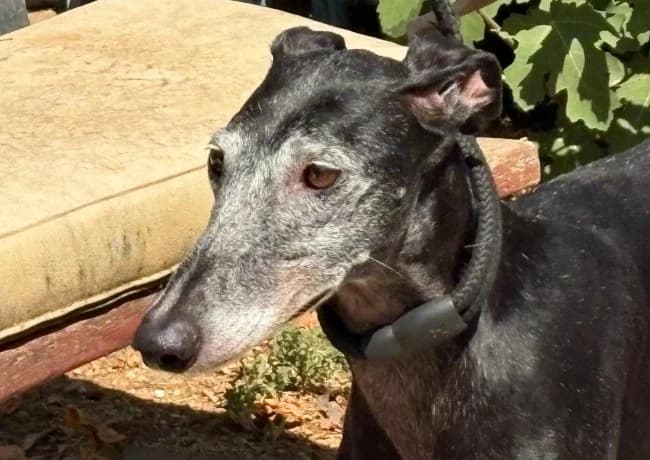 Alfa canis, female 6yo Mixed Breed for adoption at ALBA Protectora Madrid, Madrid