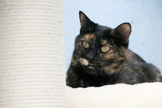 Amor calderón, female 4yo Mixed Breed for adoption at ALBA Protectora Madrid, Madrid