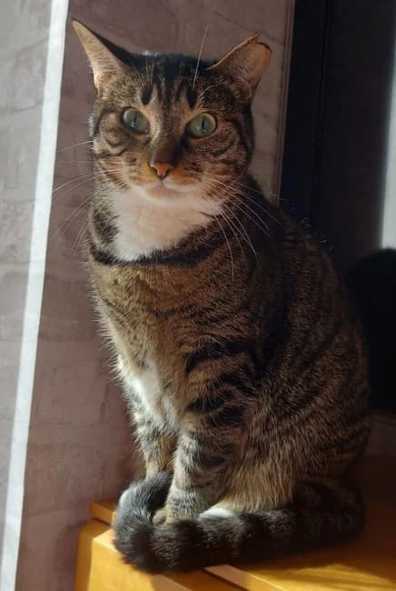 Amuleta tuno a, female 5yo Mixed Breed for adoption at ALBA Protectora Madrid, Madrid