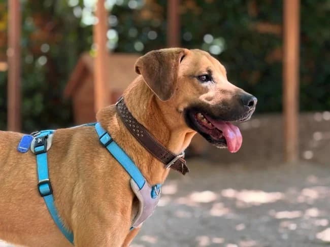 Aveiro punto, male 5yo Mixed Breed for adoption at ALBA Protectora Madrid, Madrid