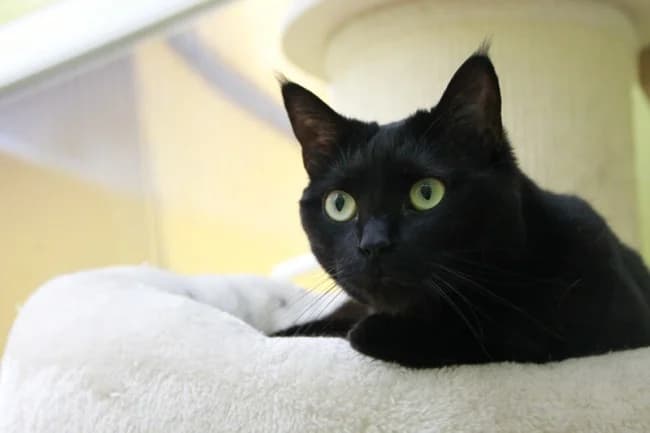 Azuera gua, female 3yo Mixed Breed for adoption at ALBA Protectora Madrid, Madrid