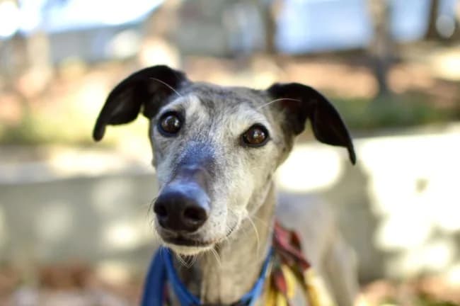 Bandeira dina, female senior Mixed Breed for adoption at ALBA Protectora Madrid, Madrid
