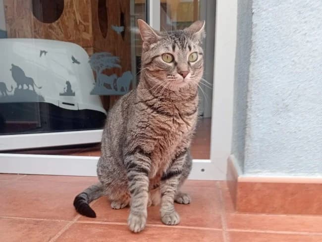 Barrena happy, female 4yo Mixed Breed for adoption at ALBA Protectora Madrid, Madrid