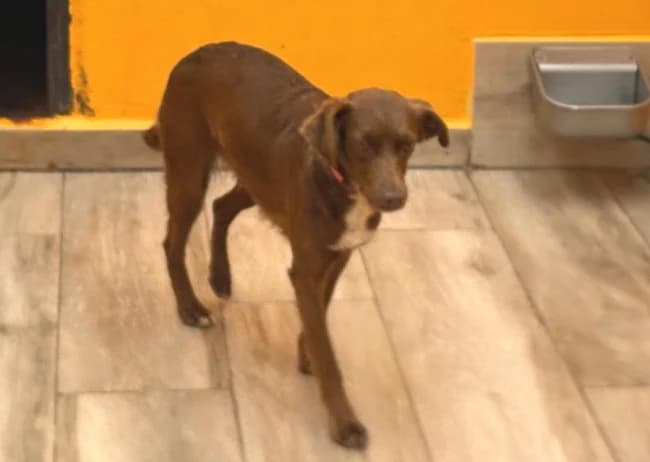 Bella union, female young Mixed Breed for adoption at ALBA Protectora Madrid, Madrid