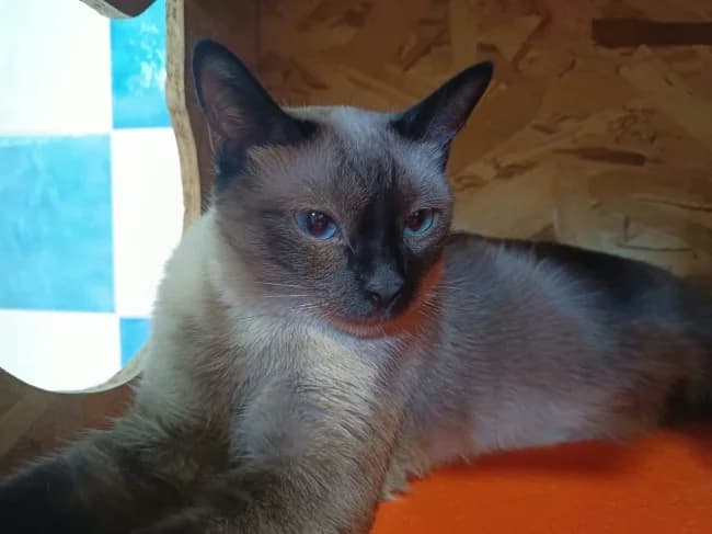Belladona, female young Mixed Breed for adoption at ALBA Protectora Madrid, Madrid
