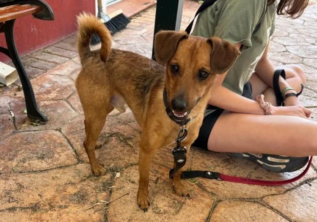 Boiserie, male 4yo Mixed Breed for adoption at ALBA Protectora Madrid, Madrid