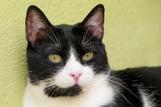 Cactus, male young Mixed Breed for adoption at ALBA Protectora Madrid, Madrid