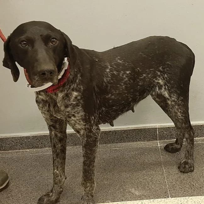 Casilda tala, female 3yo Mixed Breed for adoption at ALBA Protectora Madrid, Madrid
