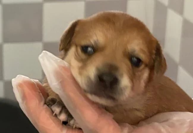Chair ho, female puppy Mixed Breed for adoption at ALBA Protectora Madrid, Madrid