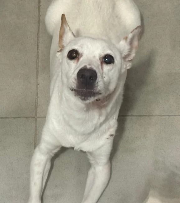 Cheslong ho, female young Mixed Breed for adoption at ALBA Protectora Madrid, Madrid