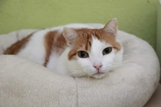 Cheto blood, male Mixed Breed for adoption at ALBA Protectora Madrid, Madrid