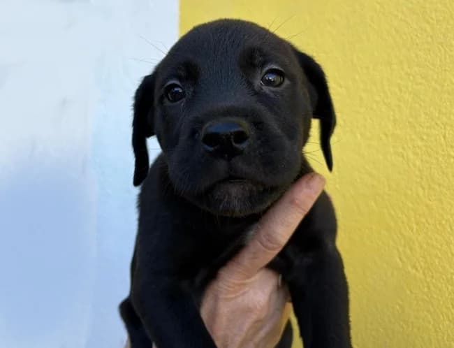Cipriani motril, male puppy Mixed Breed for adoption at ALBA Protectora Madrid, Madrid