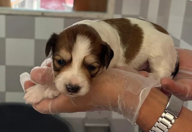 Closet ho, male puppy Mixed Breed for adoption at ALBA Protectora Madrid, Madrid