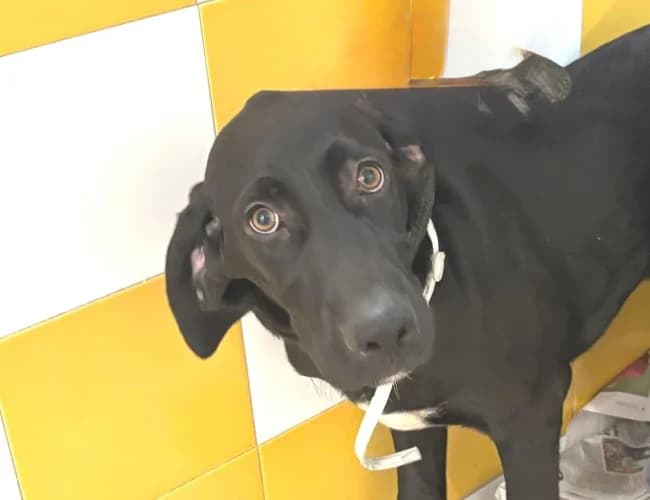 Cooper tala, male puppy Mixed Breed for adoption at ALBA Protectora Madrid, Madrid