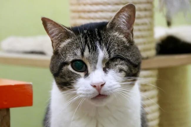 Dino blood, male senior Mixed Breed for adoption at ALBA Protectora Madrid, Madrid