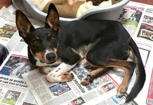 Drama lona, female young Mixed Breed for adoption at ALBA Protectora Madrid, Madrid