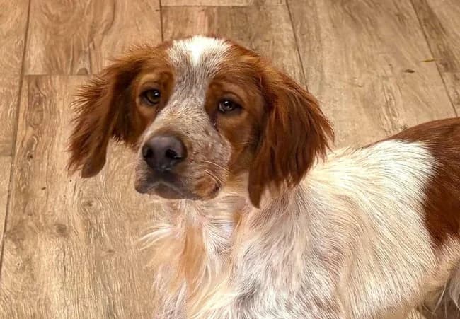 Edern cete, male young Mixed Breed for adoption at ALBA Protectora Madrid, Madrid