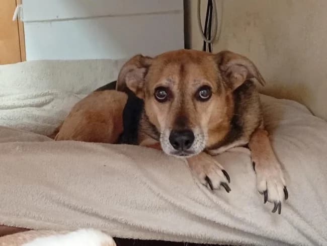 Edmundo, male senior Mixed Breed for adoption at ALBA Protectora Madrid, Madrid
