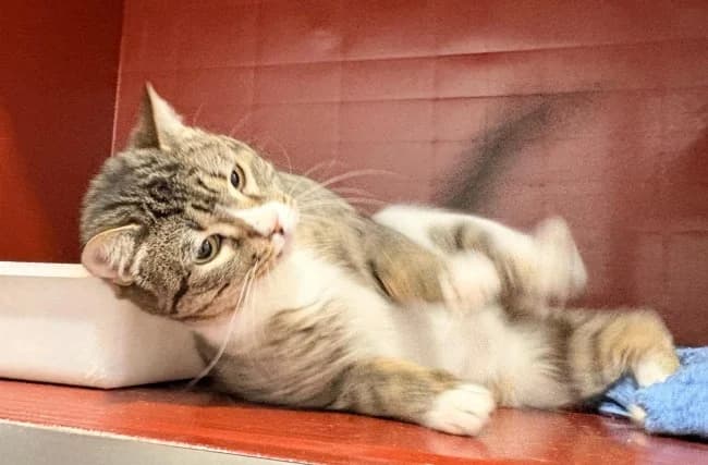 Ekaterina oku, female 6yo Mixed Breed for adoption at ALBA Protectora Madrid, Madrid