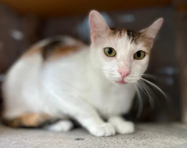 Epica ferry, female 4yo Mixed Breed for adoption at ALBA Protectora Madrid, Madrid