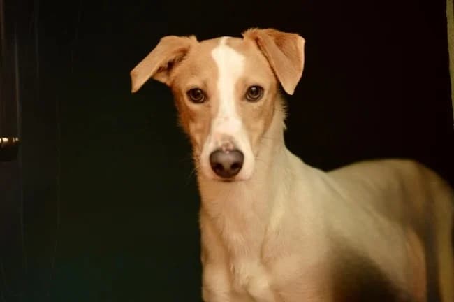 Escarabajo t, male young Mixed Breed for adoption at ALBA Protectora Madrid, Madrid
