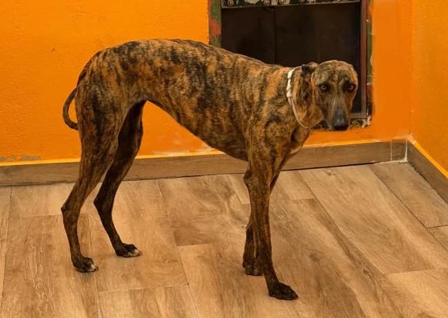 Florecilla tala, female 3yo Mixed Breed for adoption at ALBA Protectora Madrid, Madrid