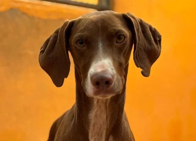 George dozo, male young Mixed Breed for adoption at ALBA Protectora Madrid, Madrid