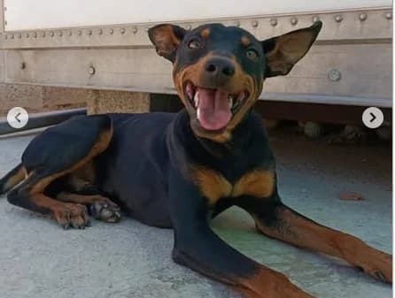 Gino union, male puppy Mixed Breed for adoption at ALBA Protectora Madrid, Madrid
