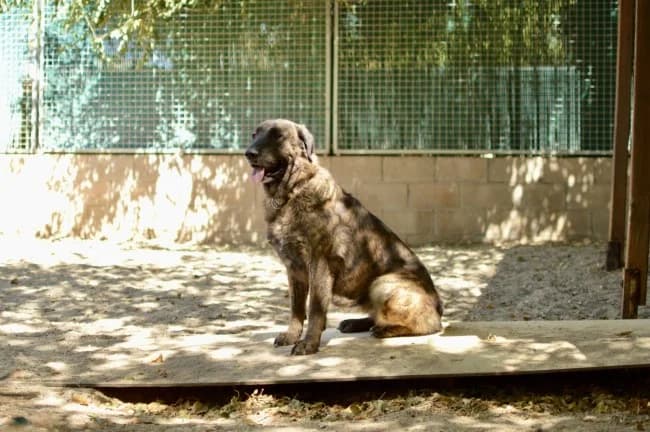 Gladys, female 3yo Mixed Breed for adoption at ALBA Protectora Madrid, Madrid