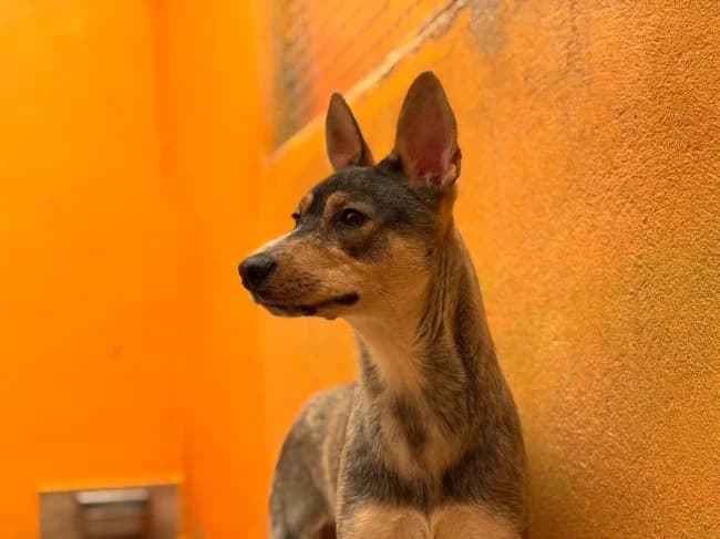 Hanoi dina, male young Mixed Breed for adoption at ALBA Protectora Madrid, Madrid