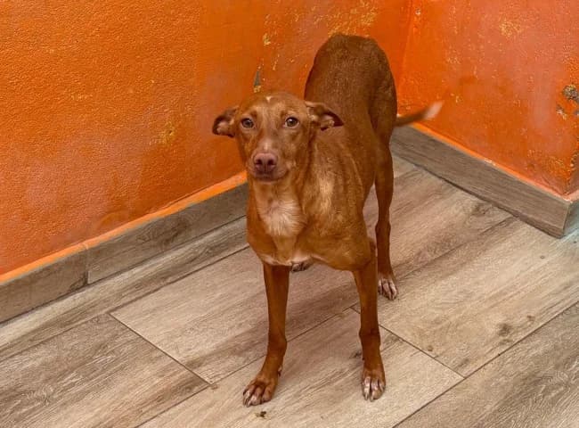 Hojuela cete, female young Mixed Breed for adoption at ALBA Protectora Madrid, Madrid